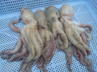 <p>小林様　旧一文字カーブ〜白灯　タコエギで新子タコ🐙</p>