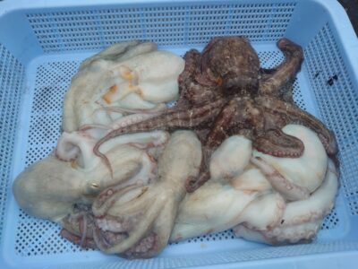 <p>カラミマン様　旧一文字カーブ〜白灯　タコエギで新子タコ🐙</p>