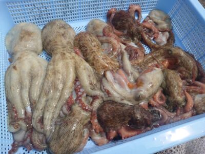 <p>岡本様　旧一文字カーブ〜白灯　タコエギで新子タコ🐙</p>