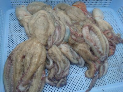 <p>上西様　旧一文字カーブ〜白灯　タコエギで新子タコ🐙</p>