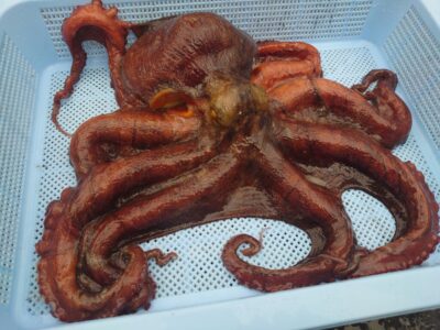 <p>大ダコハンター松村名人　沖の北内向き　長竿+竿下タコジグで大ダコ2.06kg🐙10時頃にヒット！</p><p>暫定2位2匹合計4.46kg！</p>