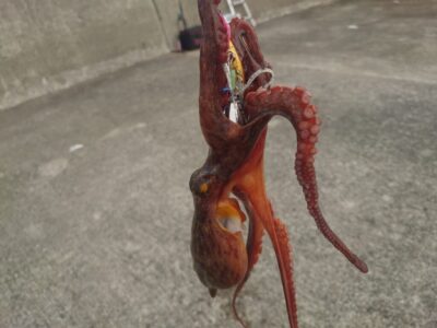 <p>釣れちゃうタマ　沖の北　オイルフェンス内側内向き　アズーロ・蛸電（タコベイトチューン+イワシ油）で新子タコ🐙</p><p>朝の時合いがちゃんとありました♪</p><p>5〜6時まででツ抜け♪アタリ多かったです。大ダコには出会わず…。</p>