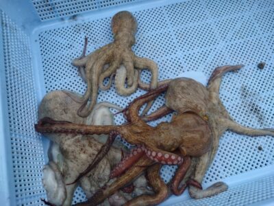 <p>山内君　旧一文字カーブ〜白灯　内向き　タコエギ＆タコジグで新子タコ🐙</p>