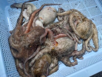 <p>ガチの匿名希望様　旧一文字カーブ〜白灯＆沖の北　タコエギで新子タコ🐙</p>