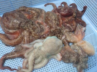 <p>旧一文字カーブ〜白灯　タコエギで新子タコ🐙</p>