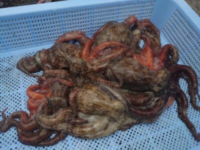 <p>向井様　旧一文字カーブ〜白灯　タコエギで新子タコ🐙</p>