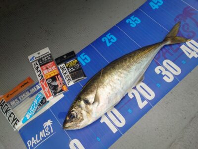 <p>釣れない猫様　沖の北　ハヤブサ製バチコン仕掛けでアジ44cm❗️GETですにゃ〜🎣</p>