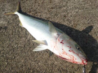 <p>寺本様　沖の北　飲ませ釣りでブリ90cm！7時半頃にヒット！</p><p>飲ませ用のアジは3匹釣れたのみ…。サッパ、豆サバなどは釣れてましたが小アジがかなり少ないです。外向きとかも試してください。</p>