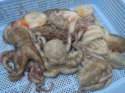 <p>向井様　旧一文字カーブ〜白灯　タコエギで新子タコ🐙</p>