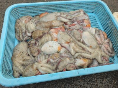<p>スズキやけど川崎様　旧一文字カーブ〜3番内向き　タコエギで新子タコ25杯🐙</p><p>3番・赤灯方面も良くなってきました♪</p>