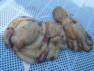 <p>旧一文字カーブ〜白灯　タコエギで新子タコ🐙リリースも4つ♪</p><p>今日は沖も旧も朝の時合いが弱かったようです。ポツリポツリ…。</p>