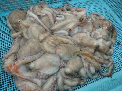 <p>釣れないタマ　旧一文字赤灯〜4番外向きのみ　竿下タコジグで新子タコ13杯🐙</p><p>バラしも数匹ありました。時合いはなく入れ食いって感じでもなかったですがポツリポツリと。</p>