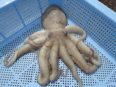 <p>やーたこ様　沖の北　タコエギで新子タコ🐙</p><p>昨日は早朝にはっきりもした時合いがあったんですが、今日は時合いなし…。ポツリポツリは釣れてました。</p><p>&nbsp;</p>
