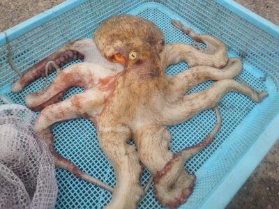 <p>阿田様　旧一文字赤灯先端　タコエギで大ダコ1.64kg🐙！</p>