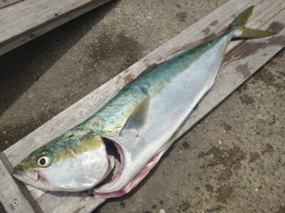 <p>佐藤様 沖の北 飲ませ釣りでメジロ74cm!9時頃にヒット!</p><p>飲ませ用のアジは早朝に内向きで6匹だけ…。かなり不安定なのでお気をつけ下さい。</p>