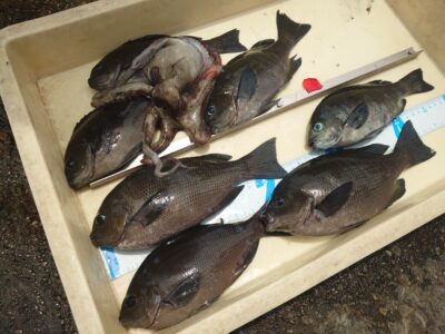 <p>あきら7%様 沖の北 ヌカ切りでグレ!9時頃から釣れ始めたそうです。それまではフグだらけ。</p><p>タコエギで新子タコも1匹🐙</p>