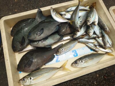 <p>マダム島田様 旧一文字赤灯 先端内向き 足元サビキで豆〜中アジ大漁!サビキで良型グレも♪</p><p>7時まではポツリポツリペース、少し船着よりに移動して8時頃から時合いがあったようです。</p>