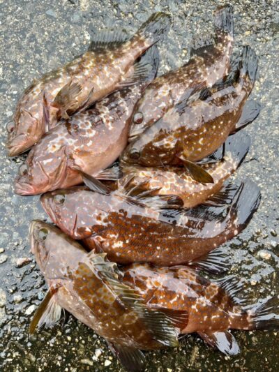 <p>うっかり福山様　沖の北　エビ撒き釣りで27c m〜33c mのアコウ8尾🎣　アタリは暗いうちに集中🐟その後はポツポツと釣れたそうです　撮影後全てリリース</p>
