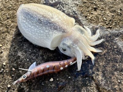 <p>舎人様　旧一文字白灯　エギング　ハヤブサ餌木ハグハグ3.5寸でシリヤケイカ🦑　6時頃の釣果</p>