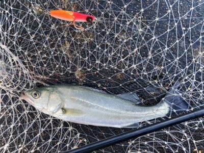 <p>釣れない猫様　沖の北　マキマキでチーバス🎣　ハマチの群れもチェイスして来たそうです🐟</p>