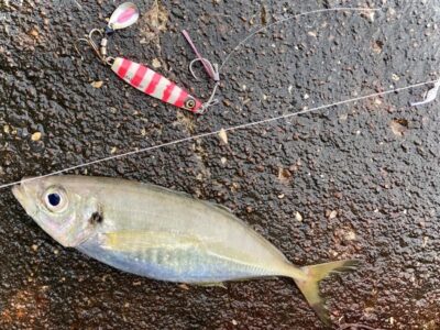 <p>釣れない猫様　沖の北　ジグサビキで良型アジ3尾🎣</p>