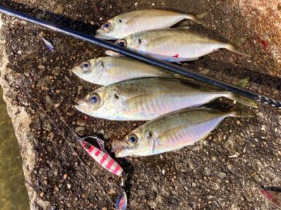 <p>釣れない猫様　沖の北　ジグサビキで良型アジ5尾🎣　今日は🐟持って帰ってお造りにゃー‼️</p>