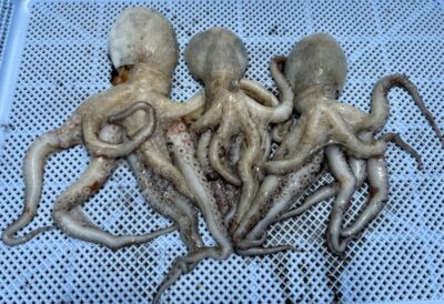 <p>ハンター髙倉様　タコエギ　沖の北で🐙=2杯　旧一文字カーブで🐙=1杯　</p>