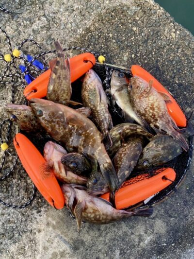 <p>徳永様　沖の北　エビ撒き釣りでアコウ・ガシラ・メバル🎣</p>