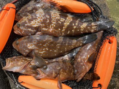<p>福山様　沖の北　エビ撒き釣りでアコウ6尾🎣　最大34cm🐟</p>