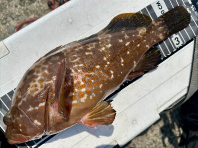 <p>福山様②　沖の北　エビ撒き釣りでアコウ🎣</p>