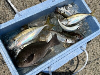 <p>キモやん様　旧一文字赤灯　サビキ釣りで良型アジ&グレ🎣　</p>