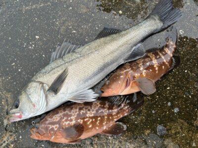 <p>泉州ハネ研会長　福山様　沖の北　エビ撒き釣りでハネ&アコウ🎣　</p>