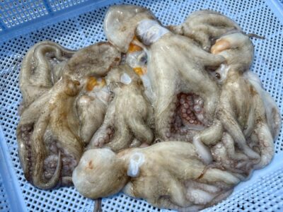 <p>理容師界のカリスマ西森様　旧一文字カーブ タコジグでヒョヒョッと新子狩り🐙下船後そのまま日本海へイカ釣りに行かれました🦑　ひょえ〜‼️</p>