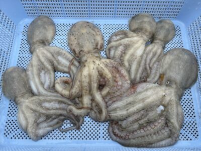 <p>たっタコ様　旧一文字カーブ モーニングサービスに手堅く新子狩り🐙　4:00〜7:00渡船の釣果</p>