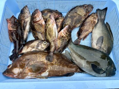 <p>川原様　沖の北　エビ撒き釣りでアコウ・ガシラ・メバル・グレ🎣</p>