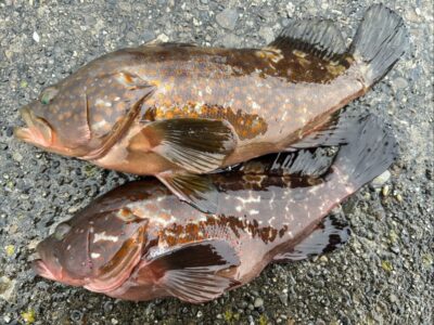 <p>ハネ研会長　福山様　旧一文字カーブ　エビ撒き釣りで34cm迄のアコウ2尾🎣</p>