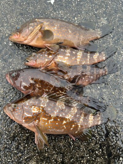 <p>ハネ研会長　福山様②  沖の北　エビ撒き釣りで33cm迄のアコウ5尾🎣　撮影後リリース🐟</p>