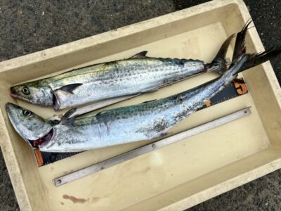 <p>フィリモン様　沖の北　早朝にジャックアイマキマキでサゴシ2尾🎣</p>
