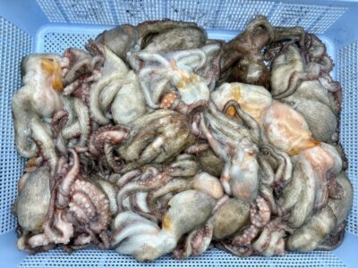 <p>タコムラ様　旧一文字③ タコエギ改でタコ大漁🐙</p>