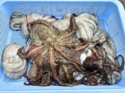 <p>亀仙人様　旧一文字カーブ　イカエギ改で本日も安定のタコ釣果=16杯🐙　4:00〜7:00渡船</p>