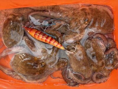 <p>Shio様　中波止②  自作タコエギでタコ🐙　明日は船でマグロ釣りへ🎣</p>