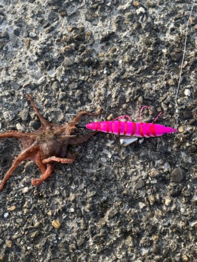 <p>中森様　旧一文字3番周辺　アズーロ・蛸電で新子タコ🐙</p>