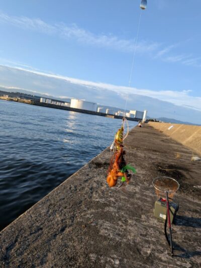 <p>今ちゃん様　旧一文字カーブ〜白灯　アズーロ・蛸電で新子タコ🐙</p>