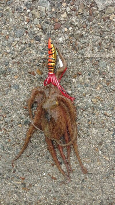 <p>杉さん。様　沖の北　アズーロ・蛸電で新子タコ🐙</p>