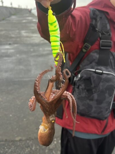 <p>みるく様　旧一文字カーブ周辺　アズーロ・蛸電でタコ🐙</p>