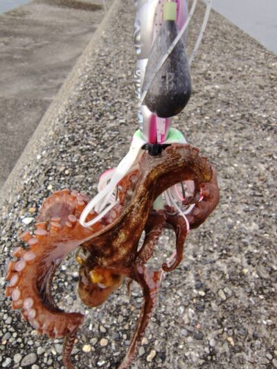 <p>ナッツ＆リュウ様　旧一文字3番周辺外向き　タコエギで新子タコ🐙</p>