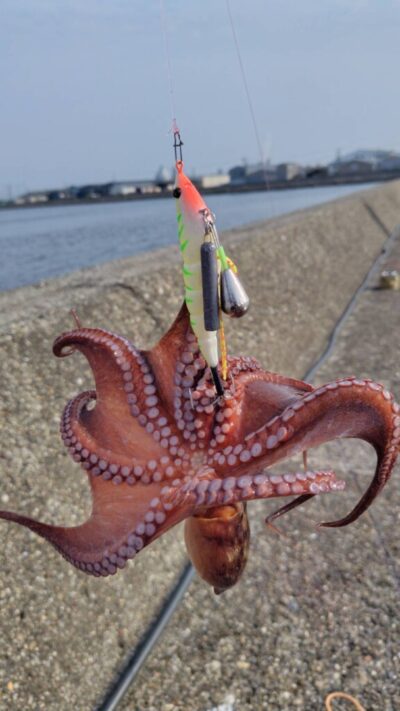 <p>れもん様　中波止3番内向き　アズーロ・蛸電でタコ🐙</p>