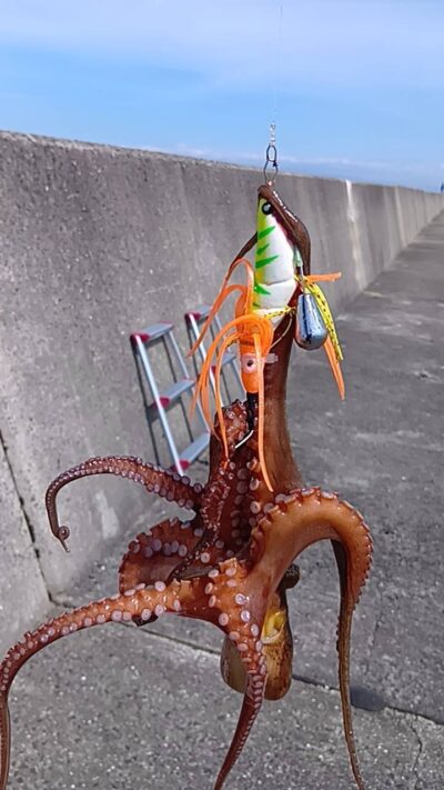 <p>にったこ様　沖の北　アズーロ・蛸電で良型タコ🐙</p>
