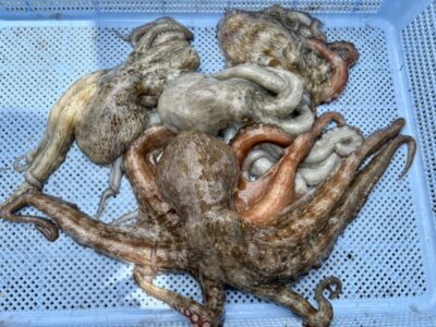<p>にったこ様　沖の北　アズーロ・蛸電で新子〜良型タコ🐙</p><p>1番船で中波止に渡ったけど微妙だったみたい…。</p>