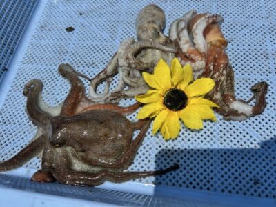 <p>ひまわり🌻様　旧一文字カーブ〜白灯　タコエギで新子タコ🐙</p>